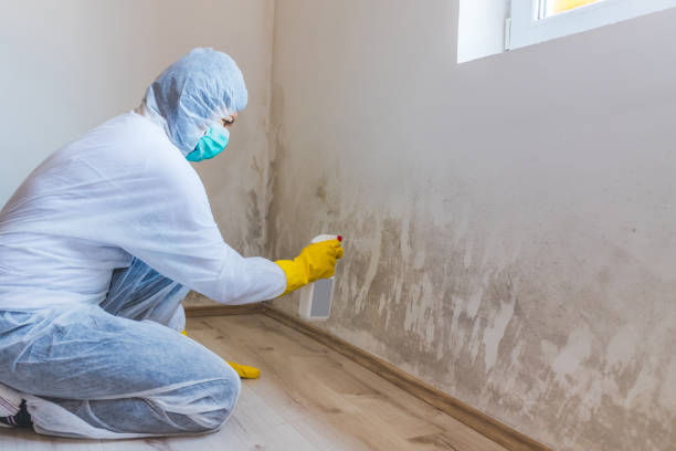 Licensed Mold Remediation service in Holyoke, MA - 24 Hour Mold Removal