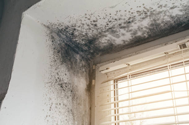 Affordable Mold Remediation solutions in Holyoke, MA